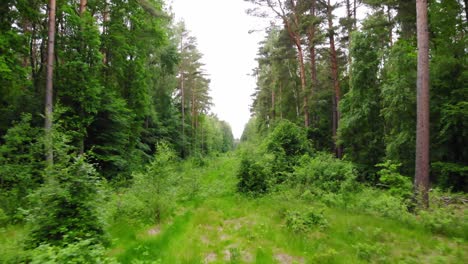Forward-view-of-a-wild-meadow-within-a-forest