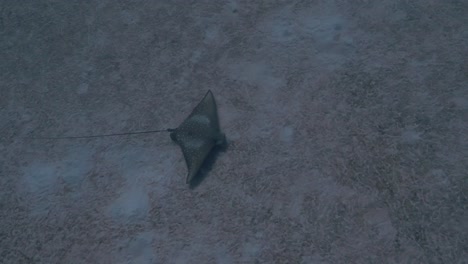Spotted-eagle-ray-gliding-on-the-sand-looking-for-food