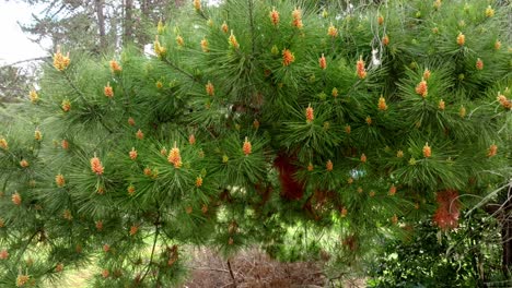 A-pine-branch-full-of-its-fruiting-cones
