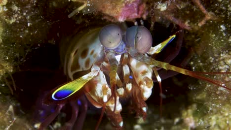 Zoom-in-shot-of-mantis-shrimp-eye-apparatus