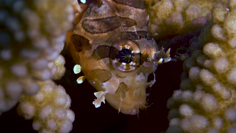 Beautiful-juvenile-lionfish-closeup-shot-of-fish-in-the-corals