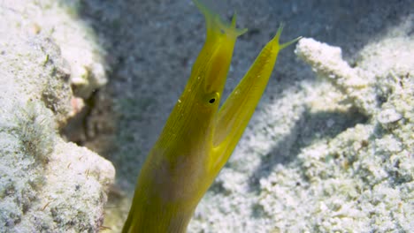 Yellow-ribbon-eel-head-close-up-shot