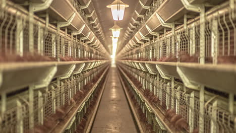 Shot-of-a-well-lit-corridor-with-caged-chicken-on-both-sides-eating-food-in-timelapse