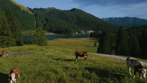 Rebaño-De-Vacas-En-Los-Picos-De-Las-Montañas-Bávaras-Austriacas-Sudelfeld-Wendelstein-Alpes-Con-Románticos-Prados-De-Hierba-Verde-En-El-Lago-Spitzingsee