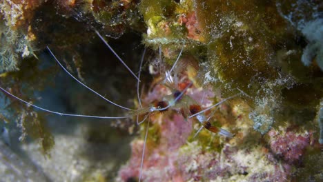 Beautiful-Coral-banded-shrimp-walking-on-the-reef-face