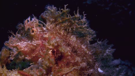 Pink-weedy-scorpionfish-swaying-back-and-forth-with-the-ocean-current