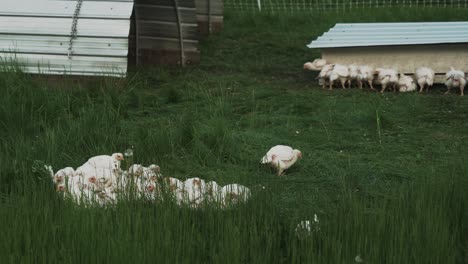 Landwirtschaft-Fleischhühner-Auf-Kleinem-Gehöft