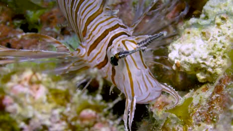 Closeup-shot-of-Lionfish-fish-breathing-and-gills-moving-heavily