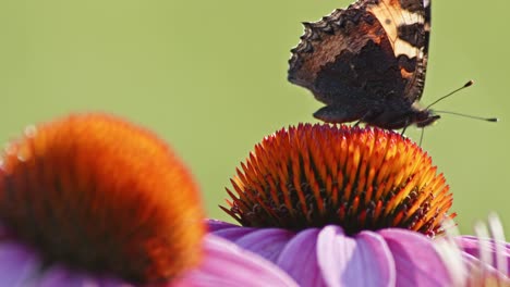 Ein-Kleiner-Schildpatt-Schmetterling-Ernährt-Sich-Im-Sonnenlicht-Von-Sonnenhut-1