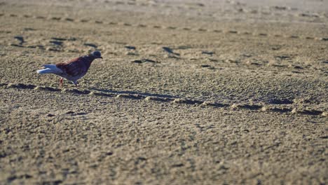 Pigeon-at-the-beach-during-sunrise
