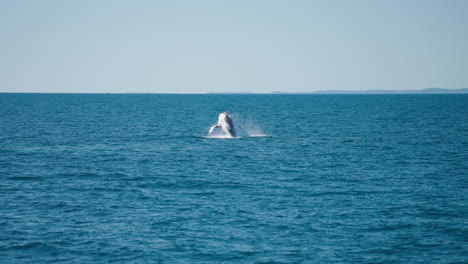 4K-Wild-Humpback-Whale-Breaching-Surface-Oc-Blue-Ocean-In-Slow-Motion,-Australia