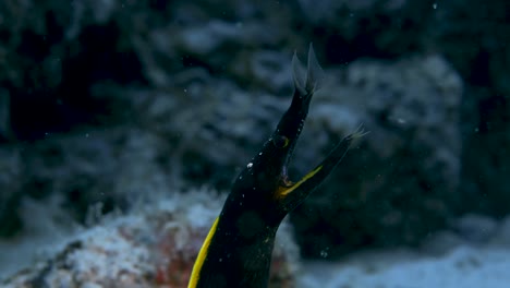 Black-and-yellow-ribbon-eel-headshot