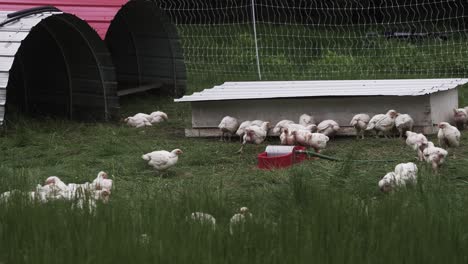 Freilandhühner,-Die-Sich-Auf-Dem-Feld-Auf-Dem-Bauernhof-Von-Gras-Ernähren