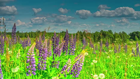 Timelapse-shot-of-beautiful-purple-flower-field-blowball-dandelion-on-a-cloudy-day