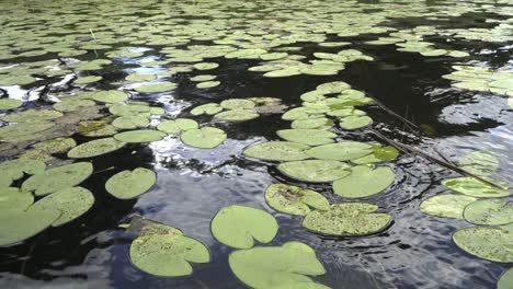 Calm-lake-water-and-water-lily-leaves-swaying-in-the-small-breeze