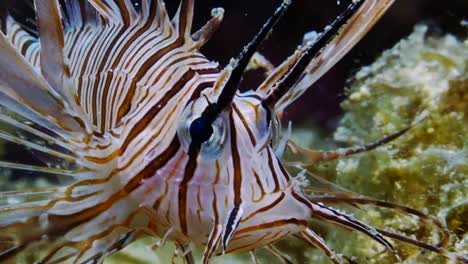 Lionfish-with-wings-wide-open-moving-sideways-towards-the-camera