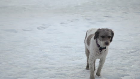 Leute,-Die-Ihren-Hund-Im-Eiskalten-Schnee-In-Vuokatti,-Finnland,-Spazieren-Führen,-Hund,-Der-Unsicher-Aussieht