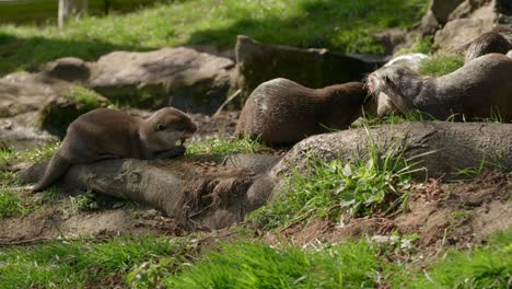 Eine-Nahaufnahme-Einer-Familiengruppe-Asiatischer-Otter-Mit-Kleinen-Krallen-,-Die-In-Der-Nähe-Eines-Baches-Auf-Dem-Gras-Etwas-Fleisch-Miteinander-Essen