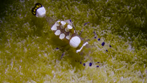 See-through-shrimp-looking-for-food-on-a-young-anemone