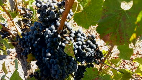 Black-grapes-hanging-on-the-vine-on-a-sunny-day