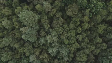 Dense-green-pattern-texture-of-boreal-forest,-top-down-aerial-view