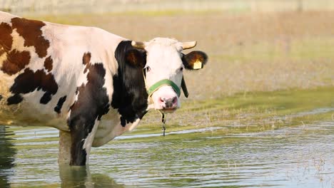 Vaca-Bebiendo-Agua-De-Un-Lago-Y-Mirando-La-Cámara