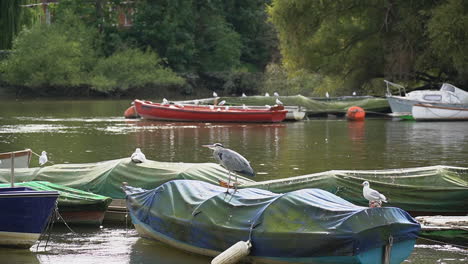 Graureiher-Und-Möwen-Sitzen-Auf-Booten,-Die-In-Der-Fließenden-Themse-In-Großbritannien-Festgemacht-Sind