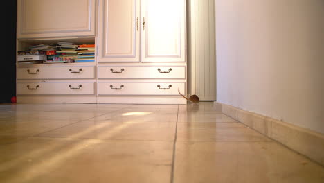 A-brown-rat-running-in-front-of-a-closet