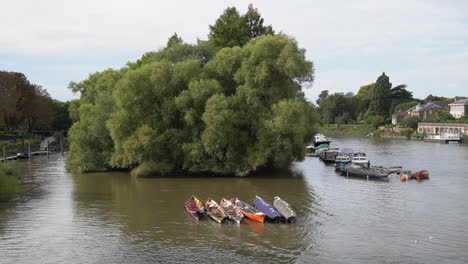 Rowboats-moored-in-River-Thames-at-Riverside-Green,-Richmond,-UK