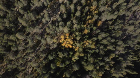 Luftaufnahmen-Von-Abgelegenen-Kiefernwäldern-In-Finnland