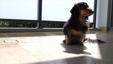 Fluffy-sausage-dog-sunbathing-on-apartment-balcony