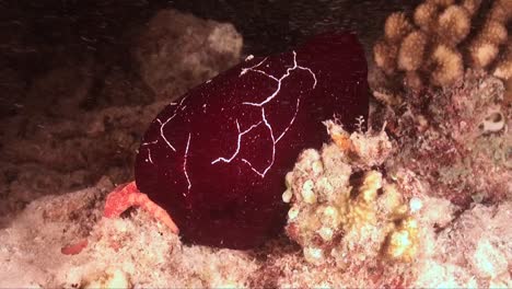 Red-Discodorididae-nudibranch-crawling-over-coral-reef-at-night