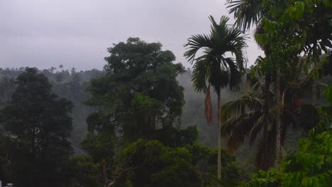 Luftdrohnenansicht-Eines-Vogelschwarms,-Der-über-Einen-Großen-Baum-Im-Dichten-Dschungel-Südostasiens-Fliegt