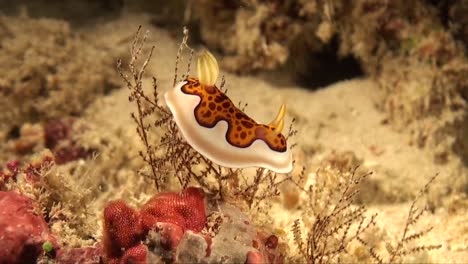 Goniobranchus-Coi-Nudibranch-Arrastrándose-Sobre-Arrecifes-De-Coral-Tropicales