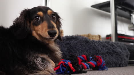 Fluffy-sausage-dog-chewing-upon-a-rope-toy
