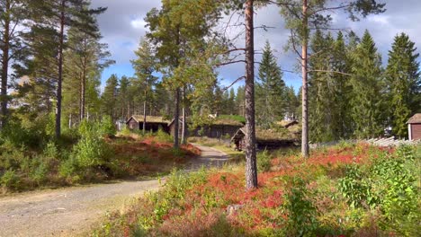 Pan-view-of-the-forest-in-Norway-1