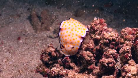 Gefleckte-Chromodoris-Nacktschnecke-Auf-Korallenblock-Weitwinkelansicht