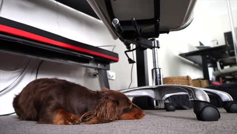 Kleiner-Wursthund,-Der-Unter-Einem-Computerstuhl-Liegt-Und-Beobachtet,-Wie-Sich-Jemand-Im-Raum-Bewegt