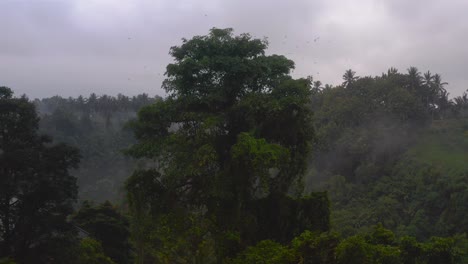 Drone-flying-towards-big-tree-where-flock-of-birds-flies-around-in-misty-rainforest