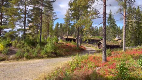 Panoramasicht-Auf-Den-Wald-In-Norwegen