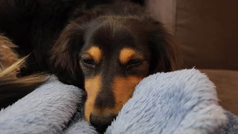 Wursthund-Liegt-Zu-Hause-Auf-Einer-Decke-Und-Blinzelt-Verschlafen
