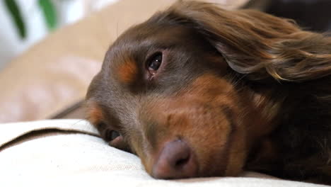 Sleepy-brown-sausage-dog-with-its-eyes-barely-open