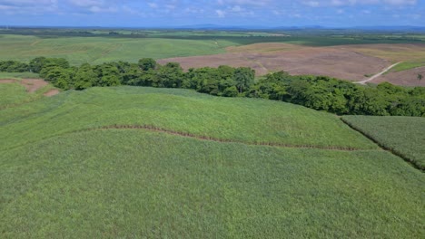Aerial-drone-flight-over-green-canefield-cultivation-in-SAN-PEDRO-DE-MACORIS-during-sunny-day