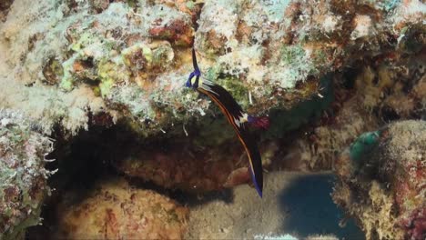 Nembrotha-purpureolineolata-Nudibranch-climbing-on-tropical-coral-reef