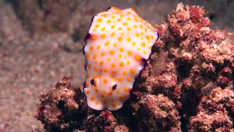 Spotted-Chromodoris-Sea-Slug-De-Cerca-En-Arrecifes-De-Coral