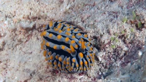 Phyllida-coelestis-sea-slug-crawling-over-sandy-coral-reef-in-the-Philippines