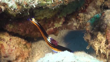 Nembrotha-purpureolineolata-close-up-on-tropical-coral-reef