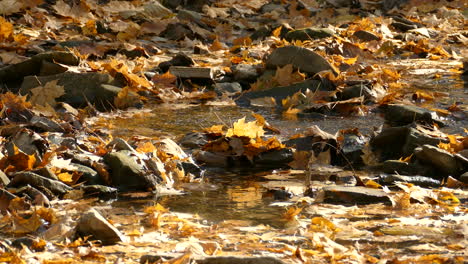 Friedlicher-Bach-Mit-Kleinem-Wasserfall,-Der-Mit-Wunderschönen-Herbstfarbenen-Blättern-Bedeckt-Ist