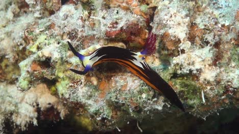 Nembrotha-purpureolineolata-nudibranch-close-up-crawling-over-tropical-coral-reef