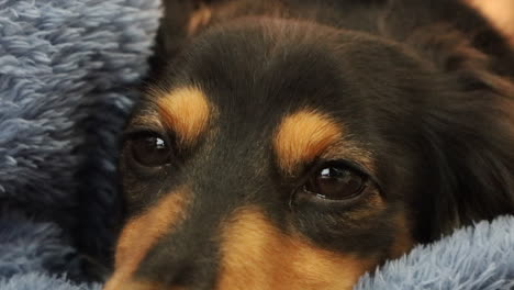 Close-up-of-Sausage-Dog-eyes